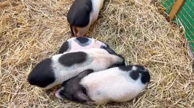 Mini domuzlar saman yatak üzerinde dinleniyorlar.