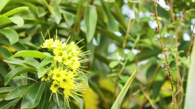 Parlak sarı Xanthostemon çiçekleri yemyeşil yaprakların arasında, dinamik kamera hareketiyle doğal gün ışığında yakalanır.
