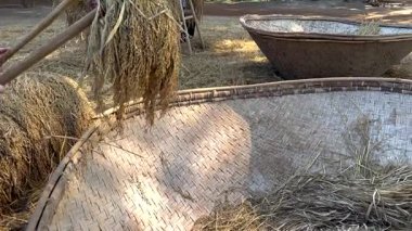 Tayland, Khao Yai 'de pirinç harmanlama işlemi