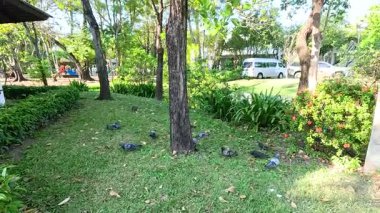 Yeşil Bangkok parkında huzur içinde beslenen güvercinler.