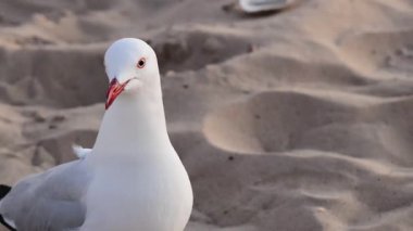 Martı kumlu sahilde duruyor ve hareket ediyor.