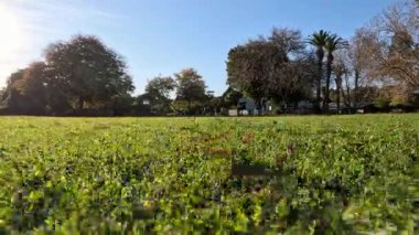 Ağaçlar ve çimlerle dolu huzurlu bir park sahnesi
