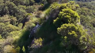 Nimbin, NSW, Avustralya 'da parlak gün ışığında yemyeşil ve kayalık oluşumları görüntüler.