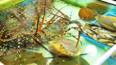 Taze bir markette parlak bir akvaryumda ıstakoz ve salyangoz. Canlı renkler ve suda yaşam, canlı bir atmosfer yaratır.