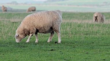 Koyunlar yeşil bir alanda huzur içinde otluyor.