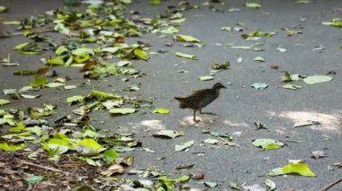 Yaprak kaplı bir yolda yürüyen bir kuş