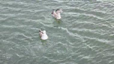 İskoçya, Fife 'da martılar uçuyor ve yüzüyor