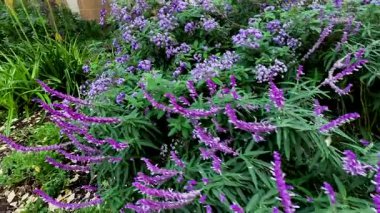 Şehir ortamında canlı Meksika çalı çayı