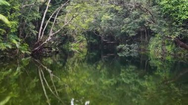 Port Douglas 'taki yemyeşil ve sakin suların sergilendiği yemyeşil bir yağmur ormanı deresinin sakin havası.