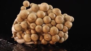 Bir grup kahverengi kayın mantarı, dramatik stüdyo ışıkları ve yüksek hızlı kamera çalışmaları altında, su püskürtülürken parlak siyah bir yüzey üzerinde döner.