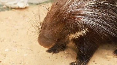 Kirpi, Khao Yai Hayvanat Bahçesi 'nde araştırma yapıyor.