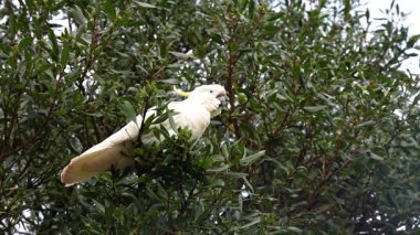Ağaçta tünemiş bir papağan.