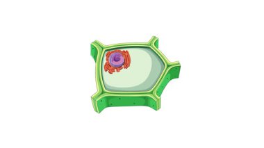 Etiketlenmiş bileşenler ve dinamik geçişlerle bitki hücre yapısını ve organel fonksiyonları gösteren animasyon