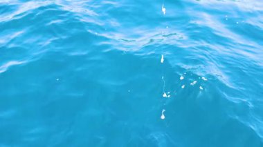 Okyanusa yem atıldığını gösteren bir dizi, berrak mavi suda dalgalanmalar ve hareketler yaratıyor.