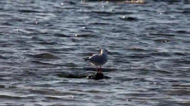 Brighton Sahili 'nde sığ sularda bir martı duruyor.