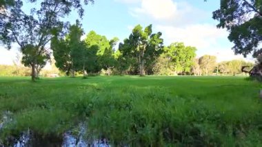 Parlak mavi gökyüzünün altında parlak yeşil çimenler ve uzun ağaçlarla dolu sakin bir park manzarası. Gün ışığında yakalanmış.