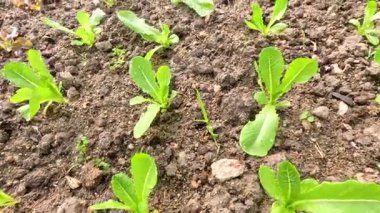 Genç marul bitkileri ekilmiş bir tarlada