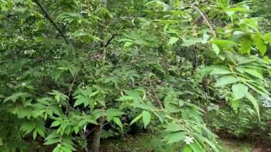 Kamuflajlı yaratık yoğun yeşilliklerde hareket ediyor.