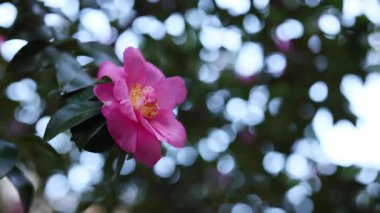 Rüzgarda sallanan pembe bir çiçek