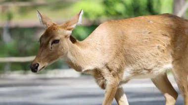Antilop Khao Kheow Hayvanat Bahçesi 'nde zarifçe yürüyor.