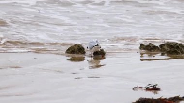 Kırmızı gagalı martı Point Lonsdale 'deki kumlu sahil boyunca yürüyor, bulutlu gökyüzünün altındaki yumuşak dalgalarla etkileşime geçiyor.