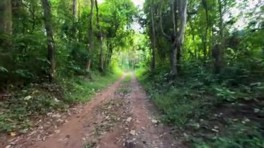 Toprak yol yemyeşil orman manzarasında