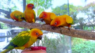 Renkli papağanlar bir dal üzerinde etkileşim içindeler.