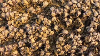 Tayland, Phuket 'te gün batımında kayaların üzerinde toplanmış istiridye manzarası. Ilık aydınlatma doğal dokuyu ve renkleri geliştirir