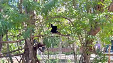 Gibbon moves through trees at Khao Kheow Zoo