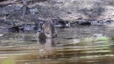 Bir ördek gölette yüzüyor ve tımar ediliyor.