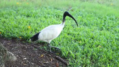 Çimenli bölgede kuş yürüyüşü ve gagalama
