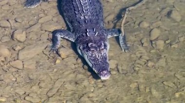 Tuzlu su timsahı temiz nehir suyunda yüzer, yukarıdan doğal ışık altında yakalanır, desenli pullarını gösterir.
