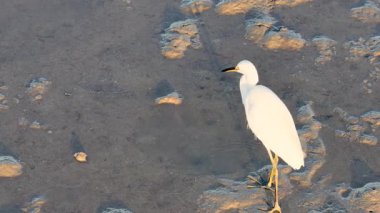 Bir Büyük Akbalıkçıl çamur düzlüklerde avlanır ve güneşlenir. Gün batımının sıcacık ışıkları altında, yavaş çekimde havadan çekilir.