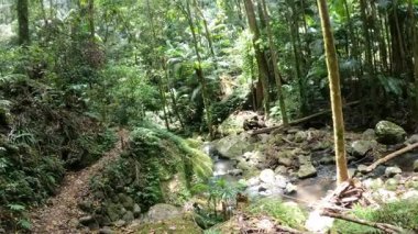 Bereketli orman yollarında huzurlu bir yürüyüş