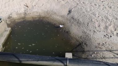Martı, kumlu sahilde kirli fırtına suyu kanalizasyonunun yanında.