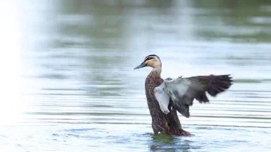 Ördek suya iniyor, kanat çırpıyor, dalgalar yaratıyor.