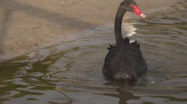 Kuğu, deniz kenarındaki martılarla etkileşim halindedir.