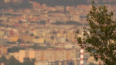 Napoli şehir zemininde sallanan ağaç