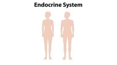 Kadın ve erkek vücutlarındaki endokrin bezlerinin yansıması.