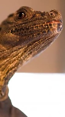 Filipinli bir yelkenli kertenkele, profil olarak, nötr bir arka plan ve en az kamera hareketiyle sıcak stüdyo ışıkları altında hareketsiz kalır.