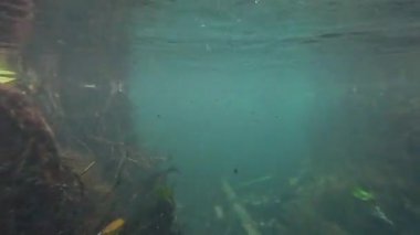 Krabi 'de temiz su, kök ve suda yaşam.