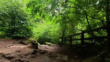 Bereketli orman yolunda huzurlu bir yürüyüş