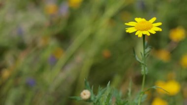 Sarı bir çiçek rüzgarda usulca sallanıyor.