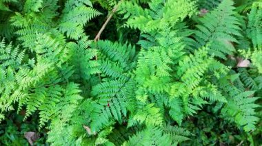 Canlı yeşil eğrelti otları çerçeveyi doldurur. Yumuşak, hatta aydınlatmalı doğal bir ortamda yoğun yapraklar sergiler.