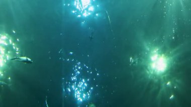 Aydınlanmış akvaryum sularında yüzen balıklar