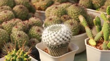 Güneş ışığı altında tencerelerde çeşitli kaktüsler.