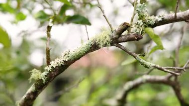 Çiçek açan ağaçların dalları yavaşça süzülür.