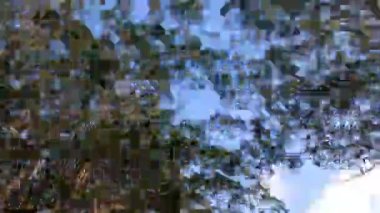 Açık mavi gökyüzüne karşı okaliptüs ağaçları