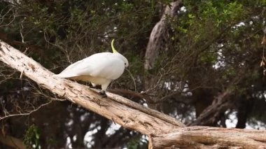 Kakadu Lorne 'da bir ağaç dalını keşfediyor.