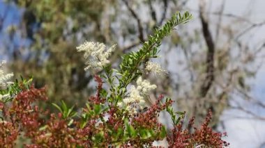 Berrak mavi gökyüzüne karşı canlı, çiçek açan çalılar.